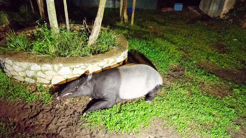 A tapir in the Safari Park