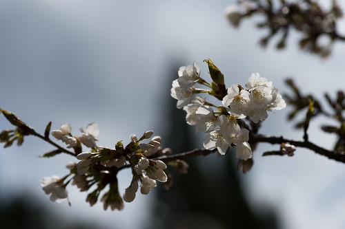 桜 日本 cherryblossoms 木 八重桜 広島県 世羅郡 世良甲山ふれあいの里