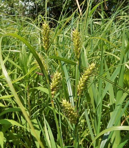 lake wisconsin wetland sedge carex hairyfruit trichocarpa