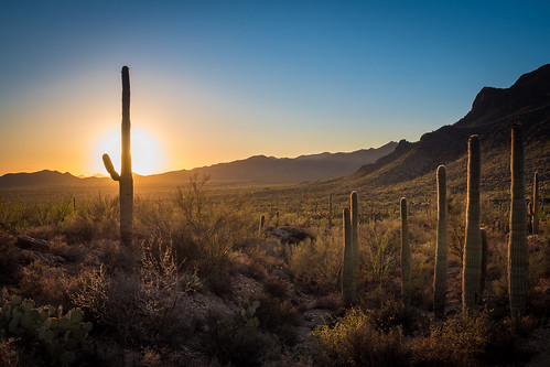 sunset arizona cacti desert saguaro sonoran