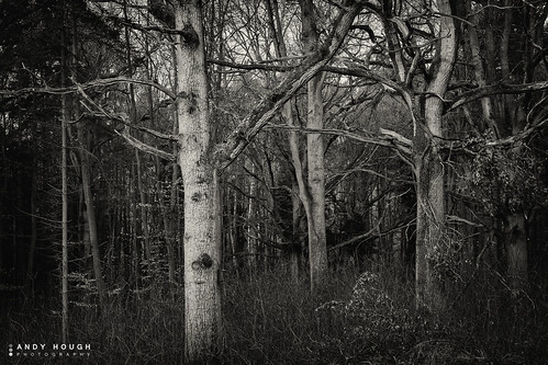 wood trees england monochrome woodland blackwhite unitedkingdom sony dorchester southoxfordshire a99 sonyalpha andyhough slta99v littlewittenhamwood andyhoughphotography