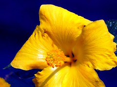 A Yellow Beauty