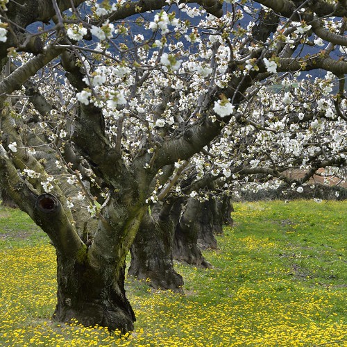 flowers trees france flower nature fleur colors fleurs landscape spring nikon europa europe colours couleurs arbres provence paysage landschaft arbre printemps lubéron colournd7000