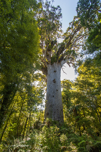 newzealand tree landscape northland waipouaforest landscapephotography outdoorphotography