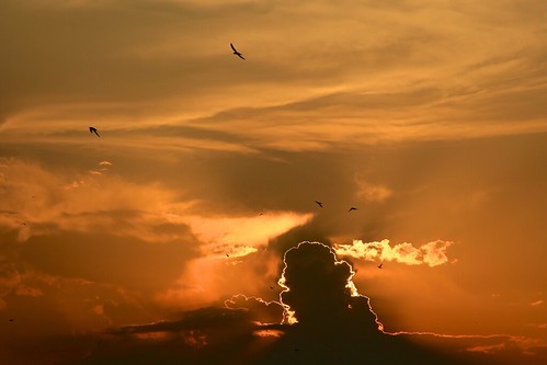 sunset birds tramonto abruzzo swifts chieti lanciano