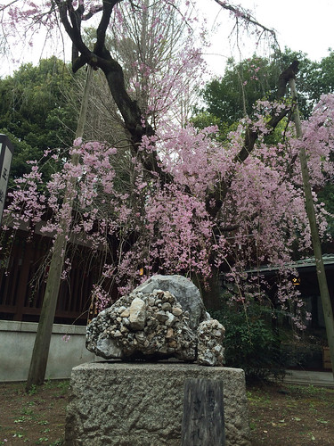 乃木神社の桜 2015