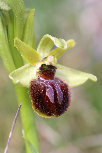 Early Spider orchid Ophrys sphegodes