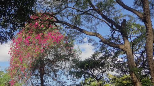 africa tree malawi floweringtree blantyre