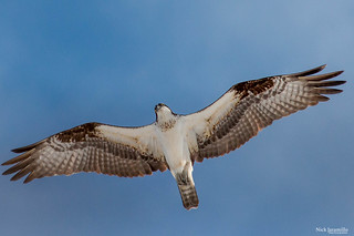 light morph Rough-legged Hawk