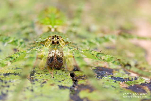 Lichen wandering spider (Acantheis sp.?) - DSC_5136