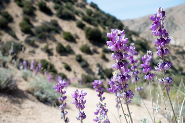 Lupine on trail, m308
