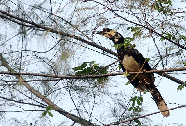 Hornbill at Vivanta by Taj Langkawi - Rebak Island