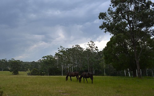 sky horses storm landscape australia nsw paddocks kempsey ruralaustralia rurallandscape midnorthcoast mariariver