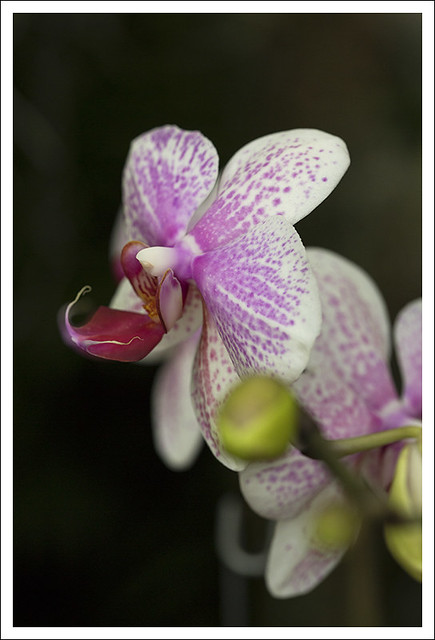 Mobot Orchid Show 2015-03-07 9