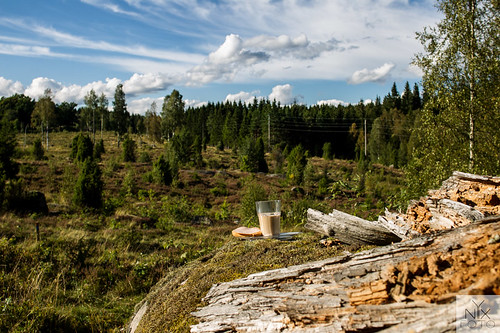 woods småland skog sverige naturepreserve stockphoto fika naturreservat kalhygge norrhult projectfika libbhultsängar