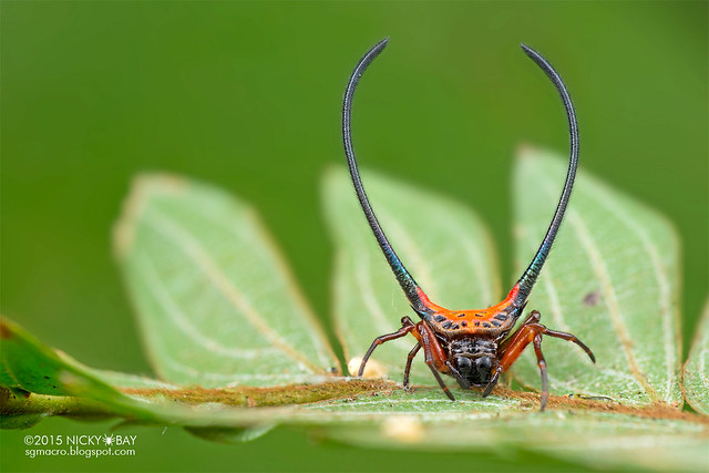 Longhorn orb web spider (Macracantha arcuata) - DSC_3851