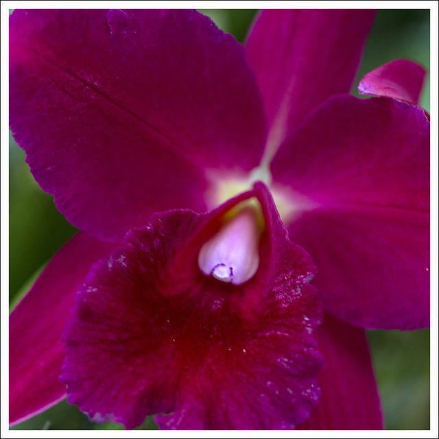 Mobot Orchid SHow 2015-03-07 3