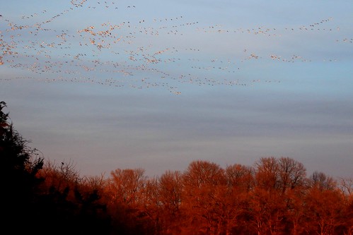 county snow geese cardinal reis iowa larry marsh winneshiek