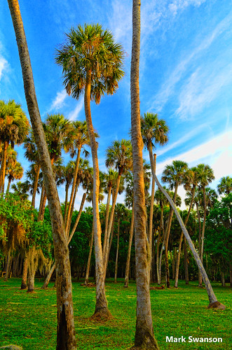 park trees sky sun grass sunrise orlando nikon florida scenic palm 1855mm polarizer topaz adjust d5100