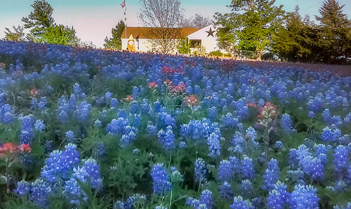texas unitedstates tx wildflowers ennis bluebonnets bluebonnettrails