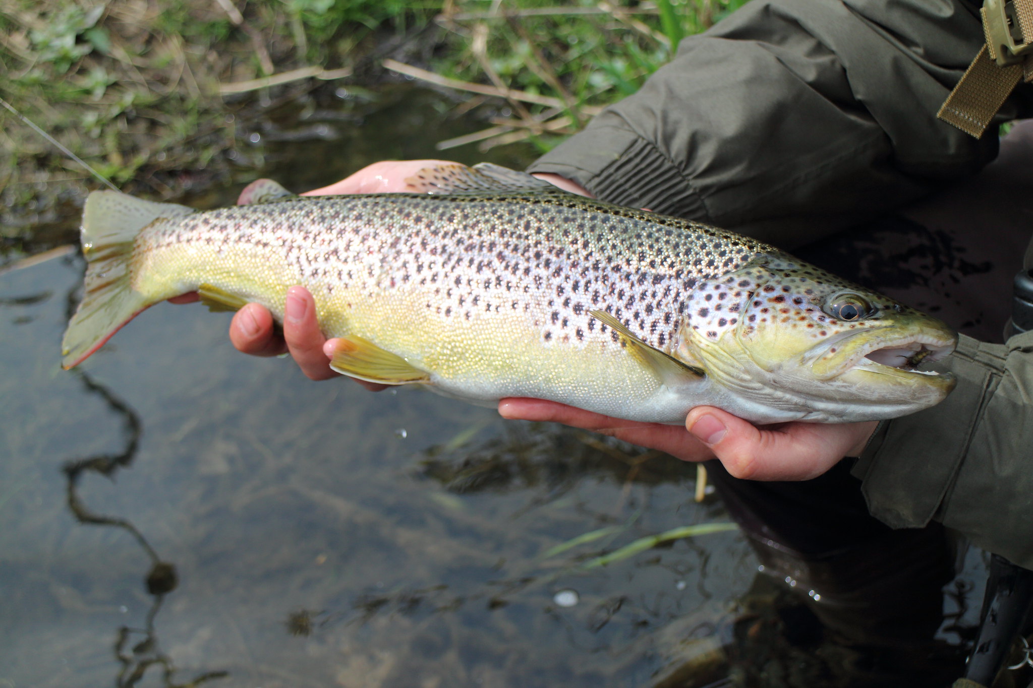 17" Brown Trout