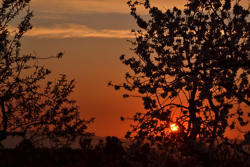 winter sunrise spain eu catalonia penedes prunusdulcis