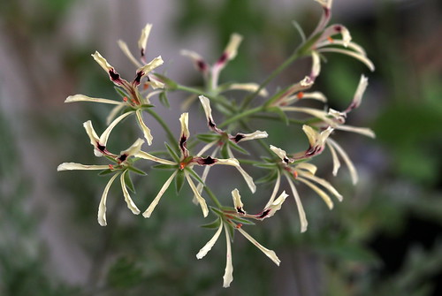 Pelargonium trifoliolatum