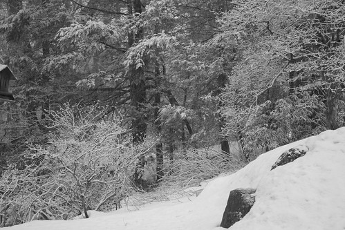 snow on trees IMG_1925