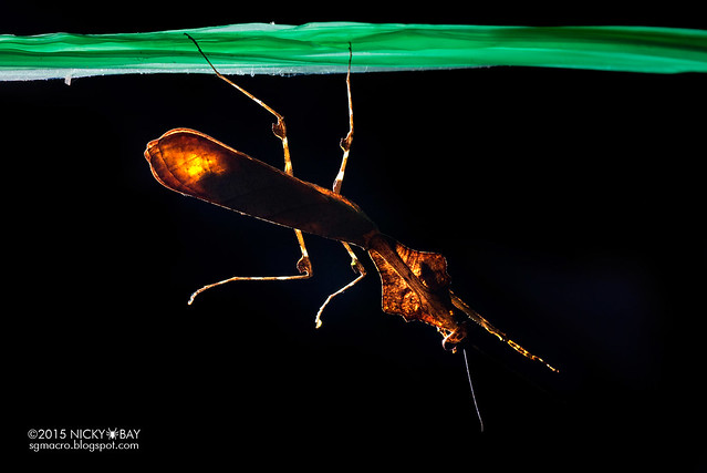 Dead leaf mantis (Deroplatys sp.) - DSC_4259