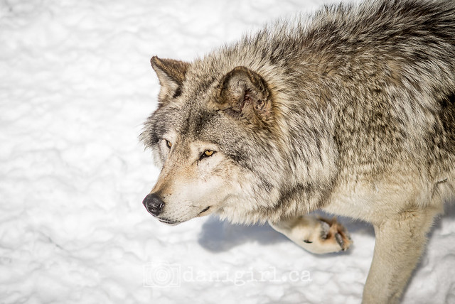 The grey wolves of Parc Omega