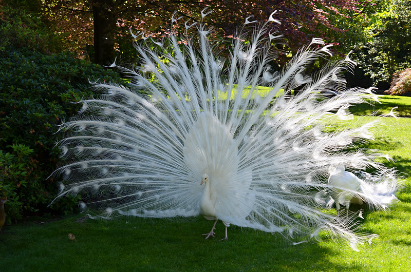 White peacock, Isola Madre, gardens, Lake Maggiore, Italy