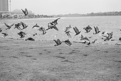 able to migrate
The migratory birds sing while they fly.
traveler