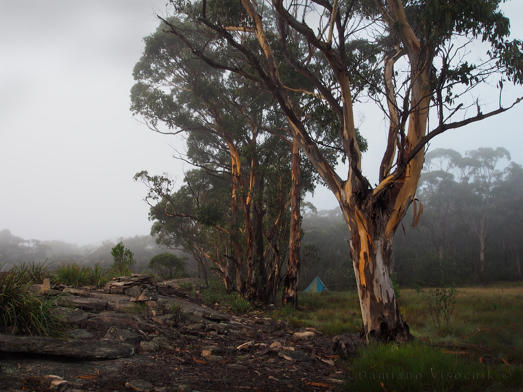 Misty Easter camp_c