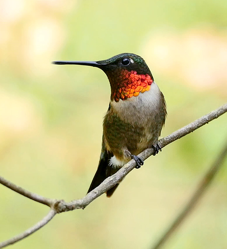 hummingbird cropped1