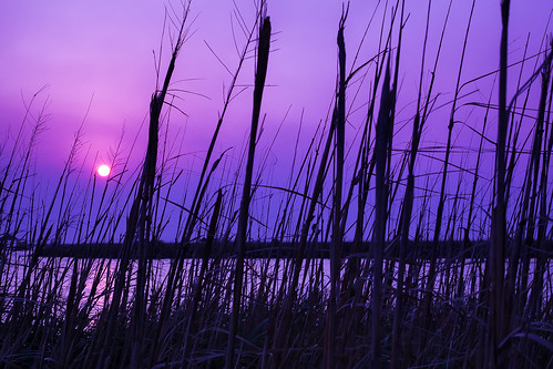 sunset reeds landscape purple north magenta northcarolina carolina outer outerbanks banks obx corrolla