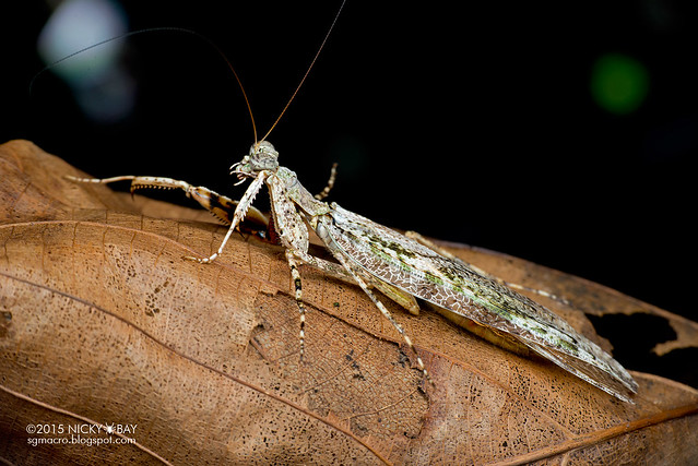 Bark mantis (Mantodea) - DSC_5440