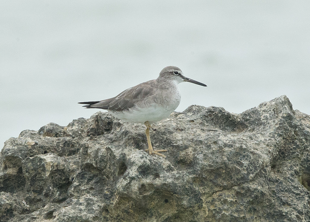 Grey-tailed Tatler   Thailand