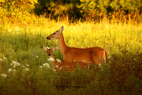 sunset nature animals wildlife doe deer fawn wildflowers whitetail