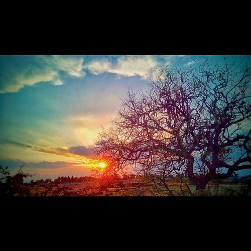 sunset tree colors silhouette square landscape evening walks vibrant squareformat dreamy cloudscape iphoneography instagramapp uploaded:by=instagram xoloq700s eveini