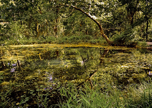 oklahoma nature pond sulphur chickasawnationalrecreationarea plattnationalpark