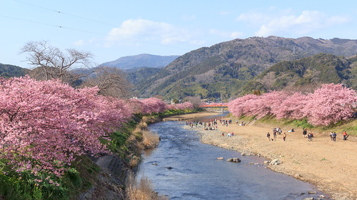 japan 桜 cherryblossom 日本 shizuoka kawazu 静岡 河津 kawazuzakura 河津桜