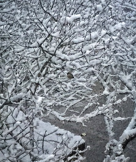 Hummingbird on a snowy branch