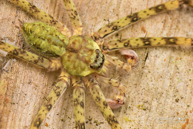 Huntsman spider (Sparassidae) - DSC_2672