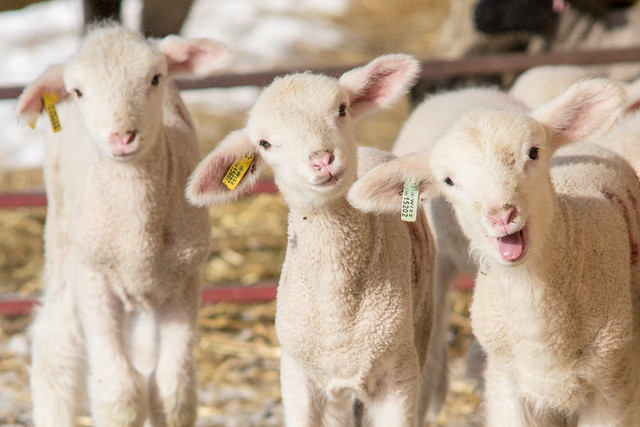 Spring? Up for that! #lambs #sheep