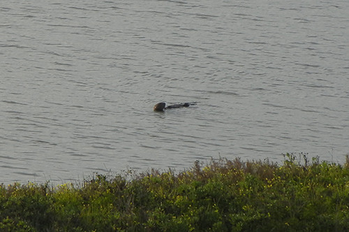 DSCN1963 Sea Otter at Moss Landing (Detail), March 2015