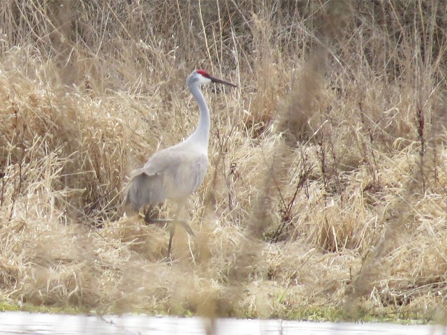 Sandhill Crane at the Kenneth L. Schroeder Wildlife Sanctuary in McLean County, IL 04