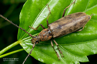 Longhorn beetle (Hoplocerambyx spinicornis) - DSC_6266