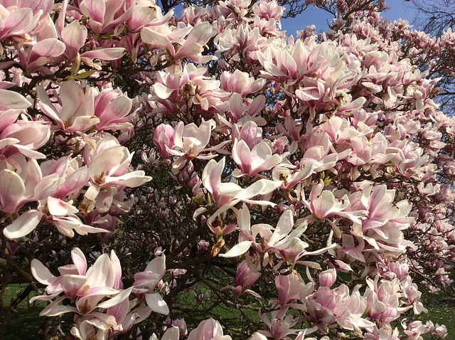 Kew Gardens Magnolia 2015