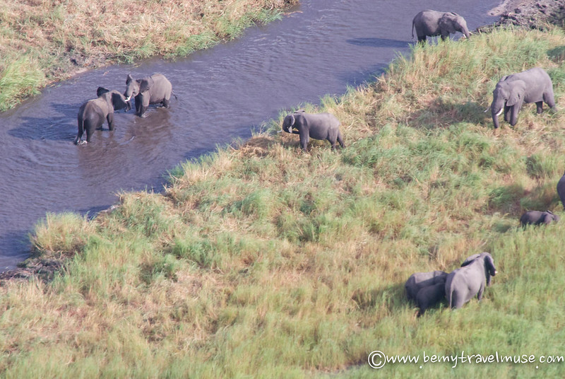 best wildlife viewing in botswana