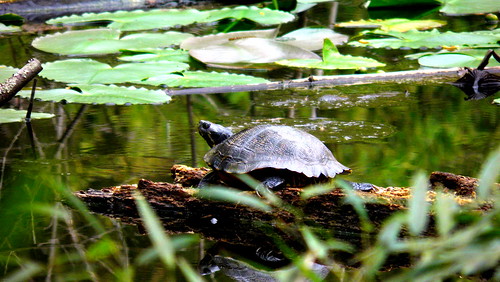 forrest turtle path alabama bamboo trail prattville